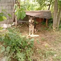 سگ هاستینگ تربیت شده