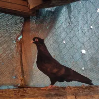 سیاه آبادانی تمیز وخوشگل