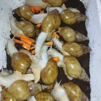 حلزون پرورشی برای پاکسازی صورت