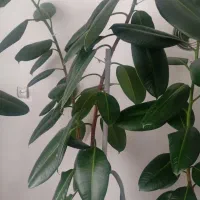 گل گیاه. کاشت درمنزل نهال تعویض گلدان اپارتمانی