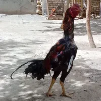 خرووس‌لاری