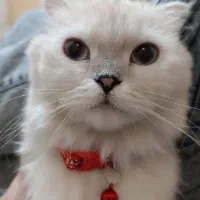 گربه اسکاتیش