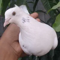 پتی والا
