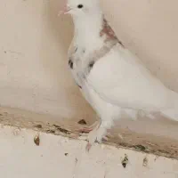 کفتر طوقی نر و ماده