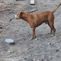 پیت بول|سگ|بم, |دیوار