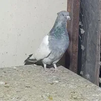 سینه سبز|پرنده|شیراز, دباغ خانه|دیوار