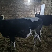 گوساله هلشتاین درجه یک