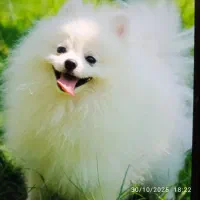 سگ خانگی نر نژاد پامیر یک ساله اسمش پنی هس