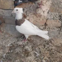 کبوتر فروشی معامله هم میشن|پرنده|سراوان, |دیوار