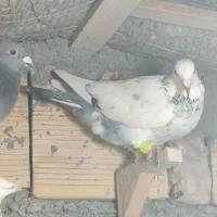 پرنده|پرنده|مشهد, محمدآباد|دیوار