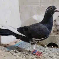 مولر‌ و اردن