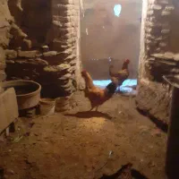 یک عدد خروس و مرغ