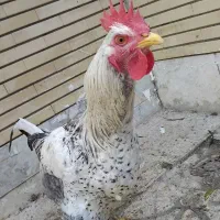 خروس|حیوانات مزرعه|فلاورجان, |دیوار