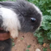 بچه خرگوش