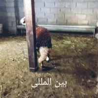 فروش بره قوچی|حیوانات مزرعه|مشهد, سلام|دیوار