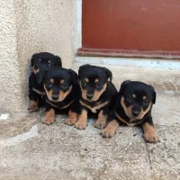 سگ پینچر دوبرمن مینیاتوری|سگ|کرمانشاه, |دیوار