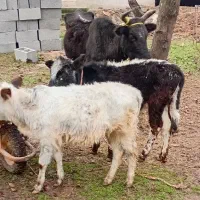 گاو گوساله ماده