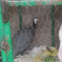 دوعدد مرغ شاخ دار|حیوانات مزرعه|سبزوار, امیر کبیر|دیوار