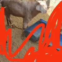 پاچن