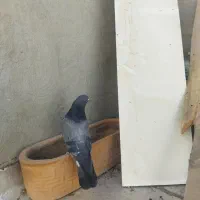 یه بوم کبوتر فروشی|پرنده|خمینیشهر, |دیوار