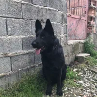 ژرمن بلک ماده اصیل|سگ|ساری, |دیوار