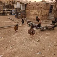 مرغ وخروس|حیوانات مزرعه|تهران, افسریه|دیوار