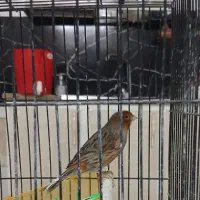 قناری نر مست