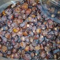فروش خرما جزی و کلی