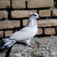 کبوتر نیمه چتری|پرنده|گمیشان, |دیوار