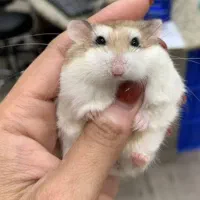 همستر مرجع ترین و تخصصی ترین مجموعه ماییم