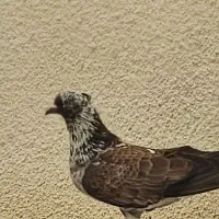 یه جفت جوجه داده با جوجه هاش