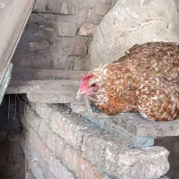 مرغ کرچ|حیوانات مزرعه|سراب, |دیوار