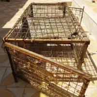 قفس مرغ وخروس