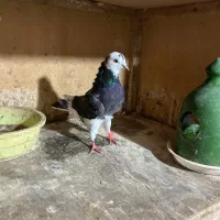 کفتر های پرشی و جوجه کشی|پرنده|رشت, آتشگاه|دیوار