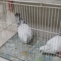 کبوتر شامی. ویک کبوتر بادکنکی|پرنده|مشهد, بهمن|دیوار