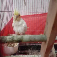 عروس هلندی ماده|پرنده|پاکدشت, پاکدشت (مامازند)|دیوار