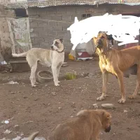 سگ ماده گله ای