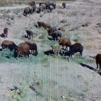 بره ۲تانر۳تاماده ،وزن۲۰تا۴۰،کیلوی۴۰۰ زنده باسکول