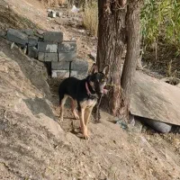 سگ ژرمن 7ماه جنسیت نر