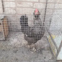 مرغ تخمگذار
