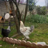 خروس برهما اصیل۸ماهه واکسن زده فروش فوری