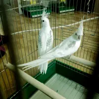 چندجفت عروس هلندی آلبینودوکت پروانه ای مولدبشرط|پرنده|شیراز, گویم|دیوار