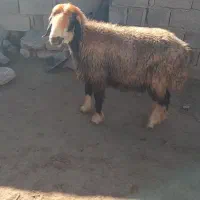 دوتامیش‌ابستن