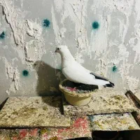 پرنده|پرنده|ایلام, |دیوار