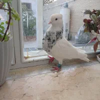 طوقی همه رنگ