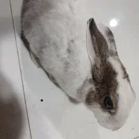 خرگوش پشمالو