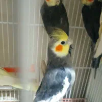 (پرنده و دانه فروشی)  شهرک پیامبرعظم