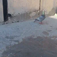 طاووسی نر هوایی