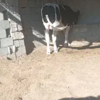 گوساله دونرخارجی|حیوانات مزرعه|زابل, |دیوار