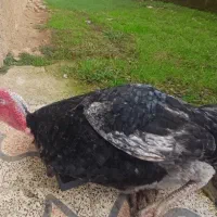 بوقلمون نر درشت